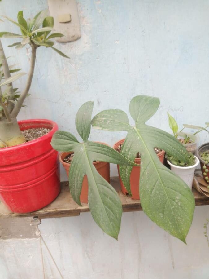 Philodendron pedatum — search result for 'Philodendron'