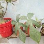 Philodendron pedatum