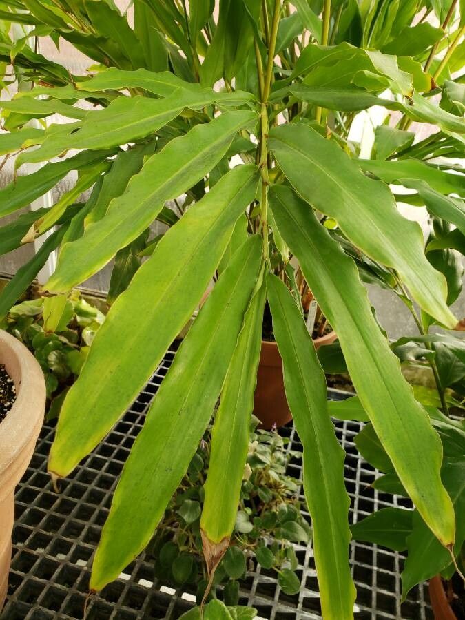 Alpinia macroura — search result for 'Alpinia'