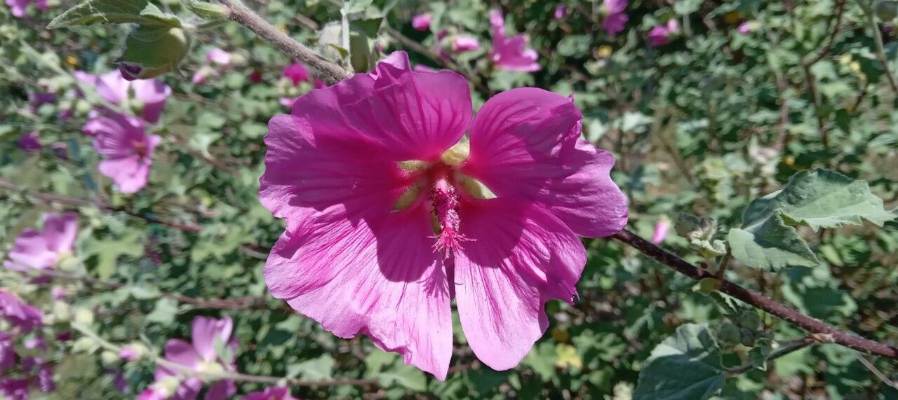 Lavatera thuringiaca flower