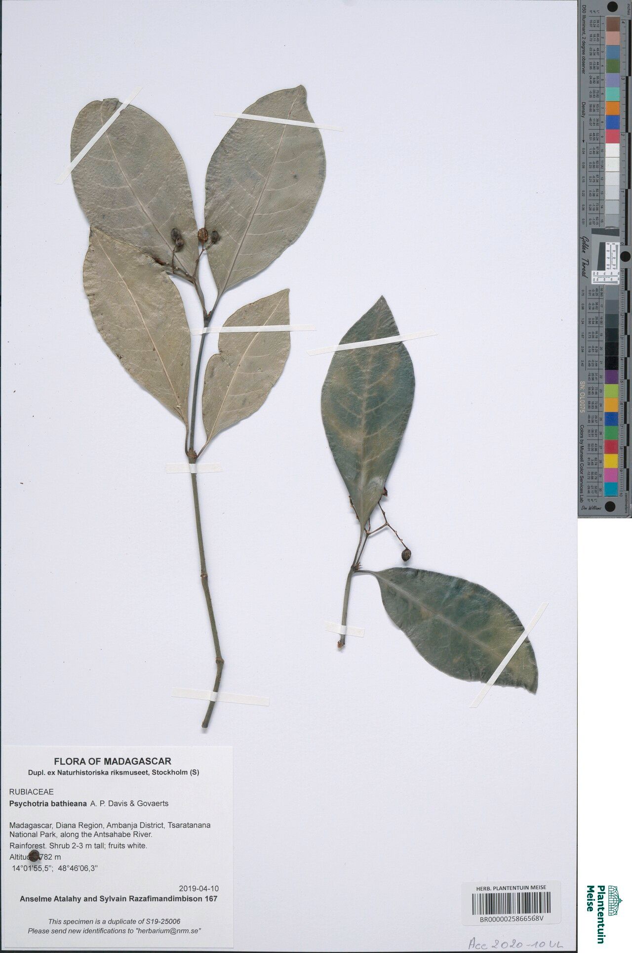 Psychotria bathieana — houseplant care guide