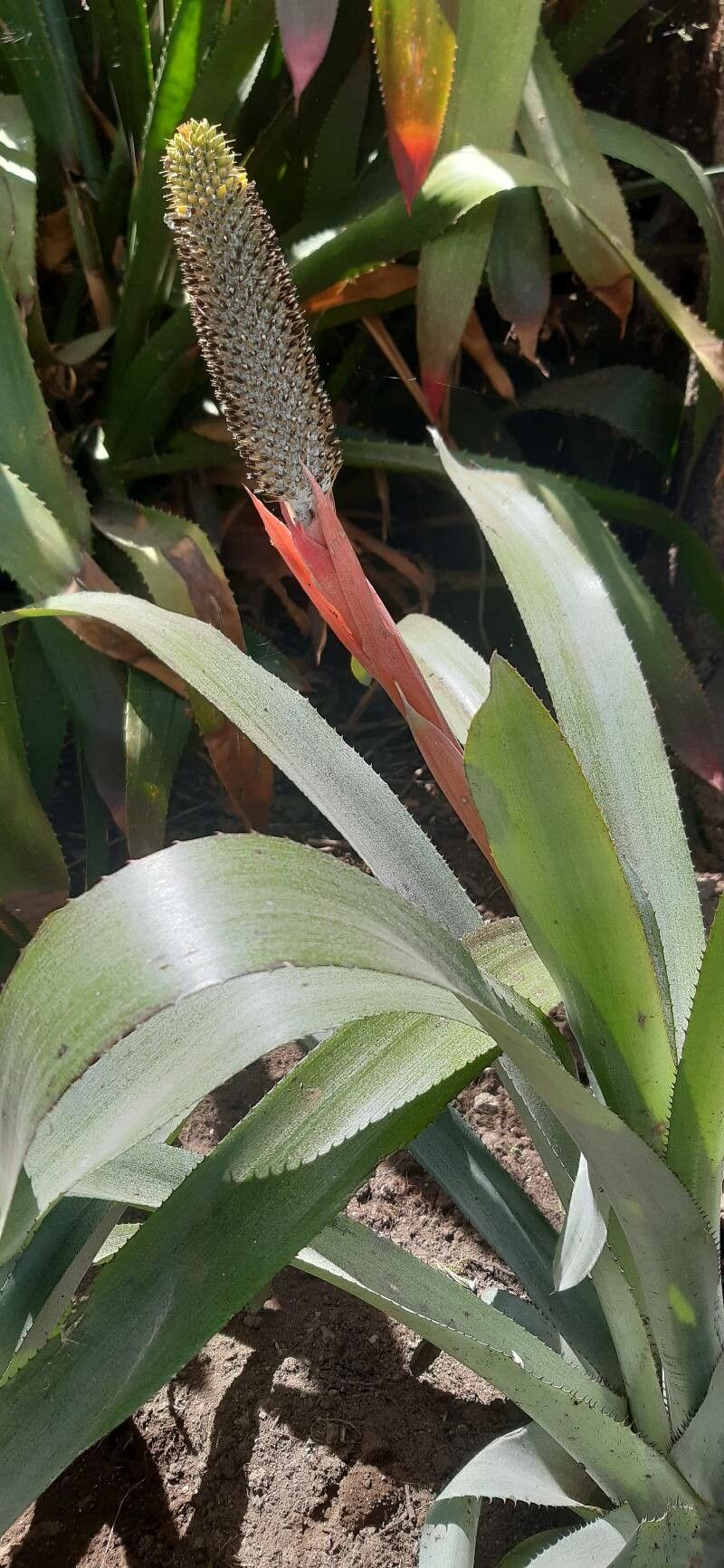 Aechmea pineliana flower