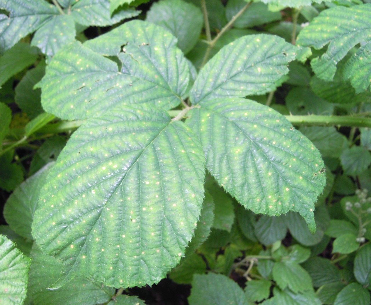 Rubus longithyrsiger — houseplant care guide