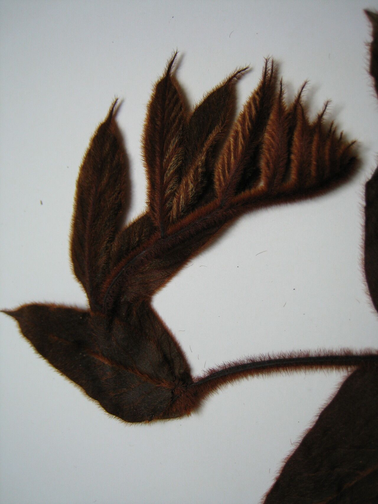 Tachigali guianensis other