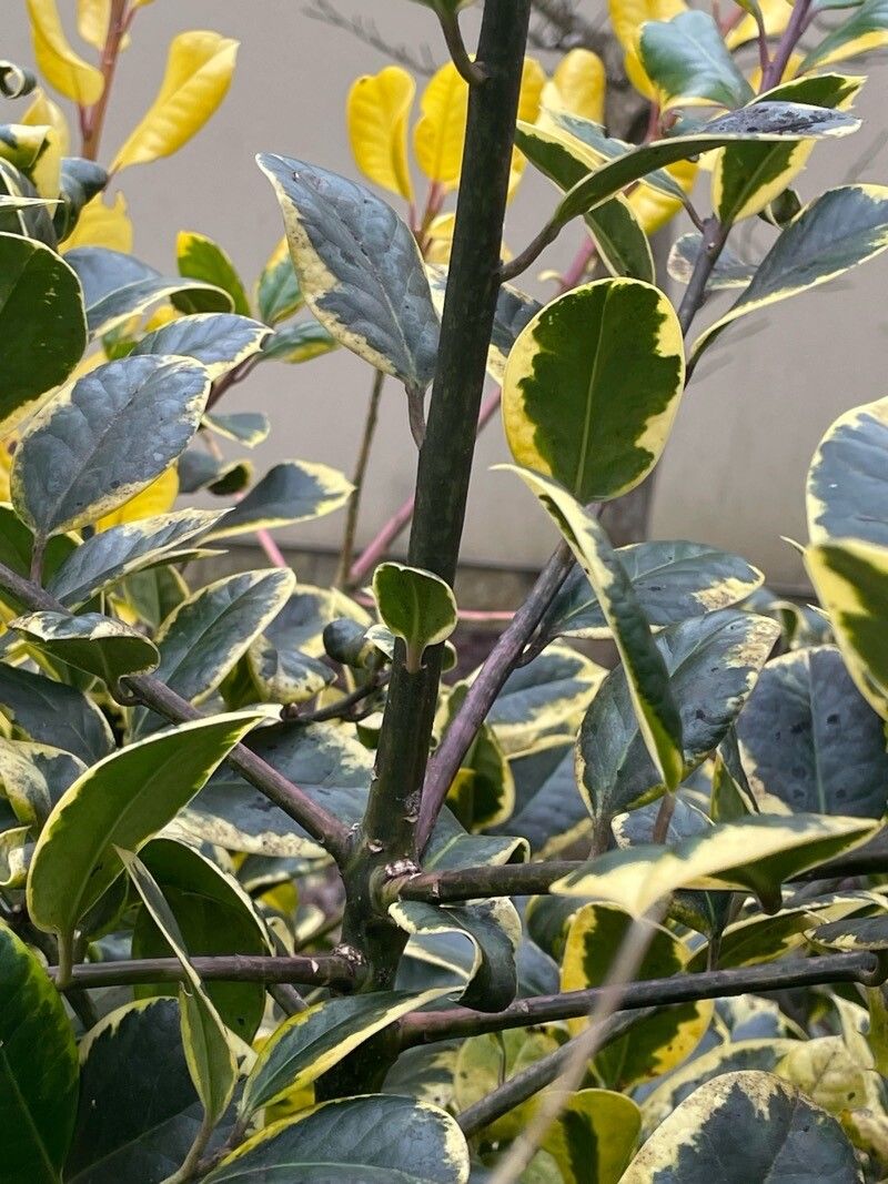 Ilex × altaclerensis bark