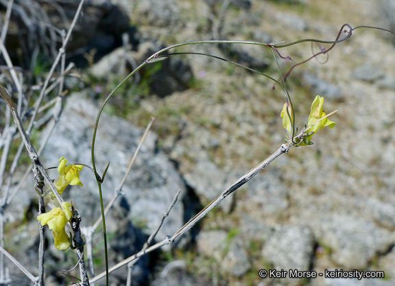 Neogaerrhinum filipes bark