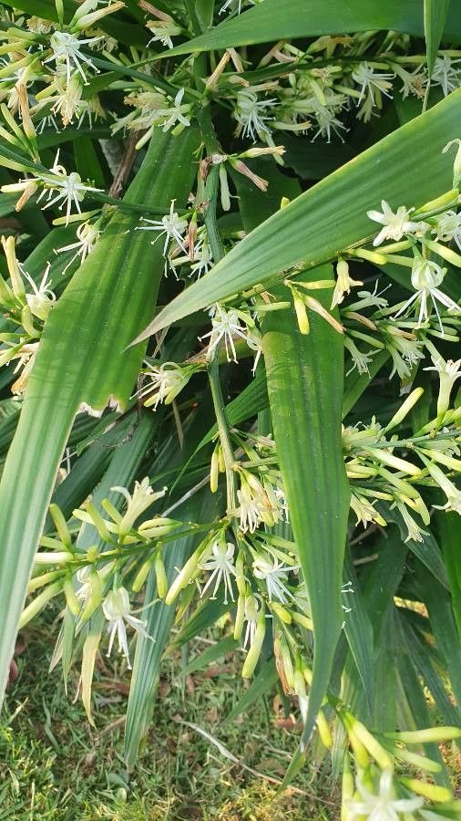 Dracaena mannii flower