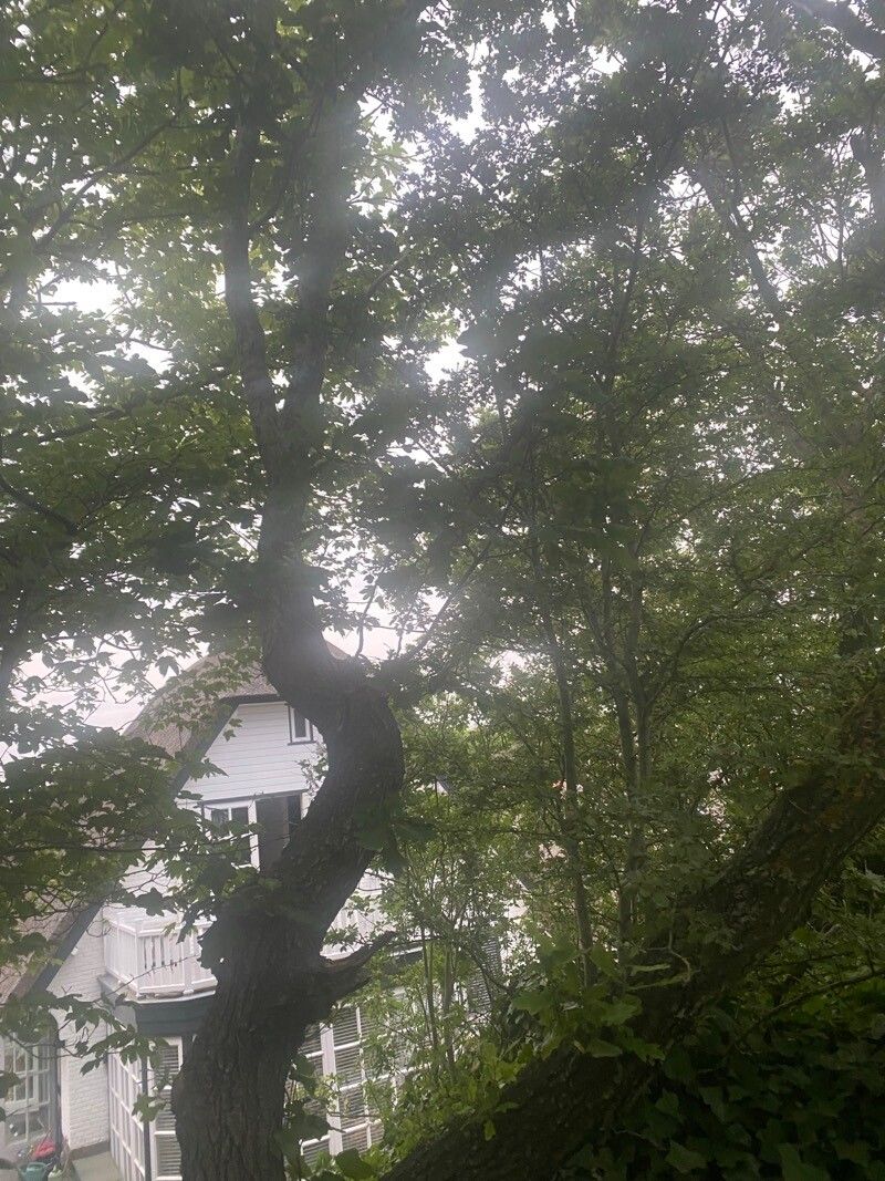 Quercus segoviensis habit