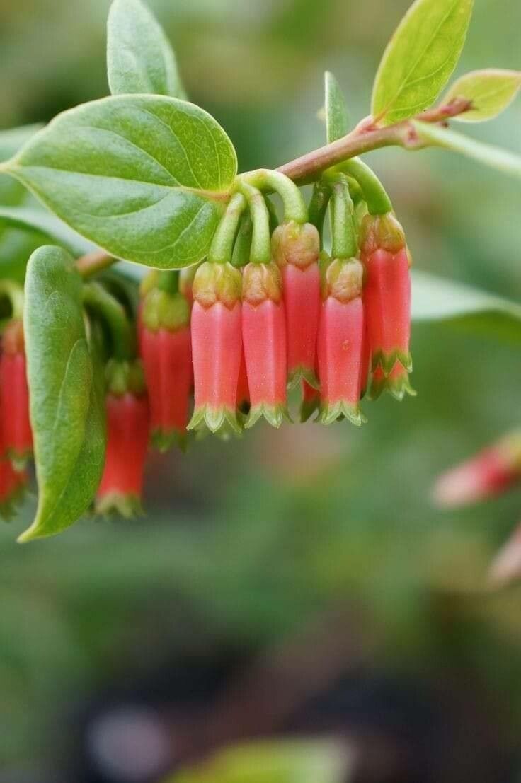 Macleania smithiana flower