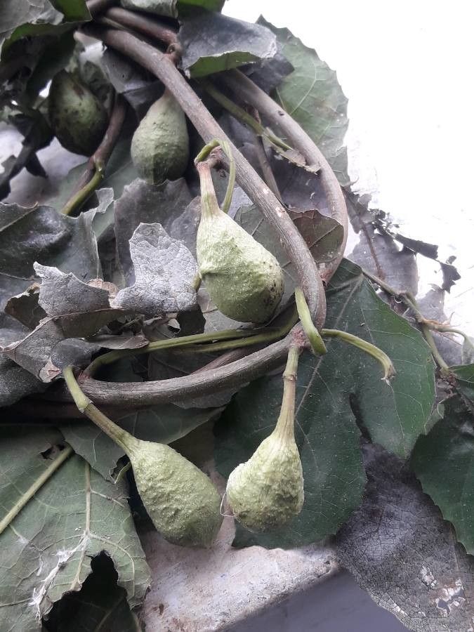 Ehretia latifolia fruit