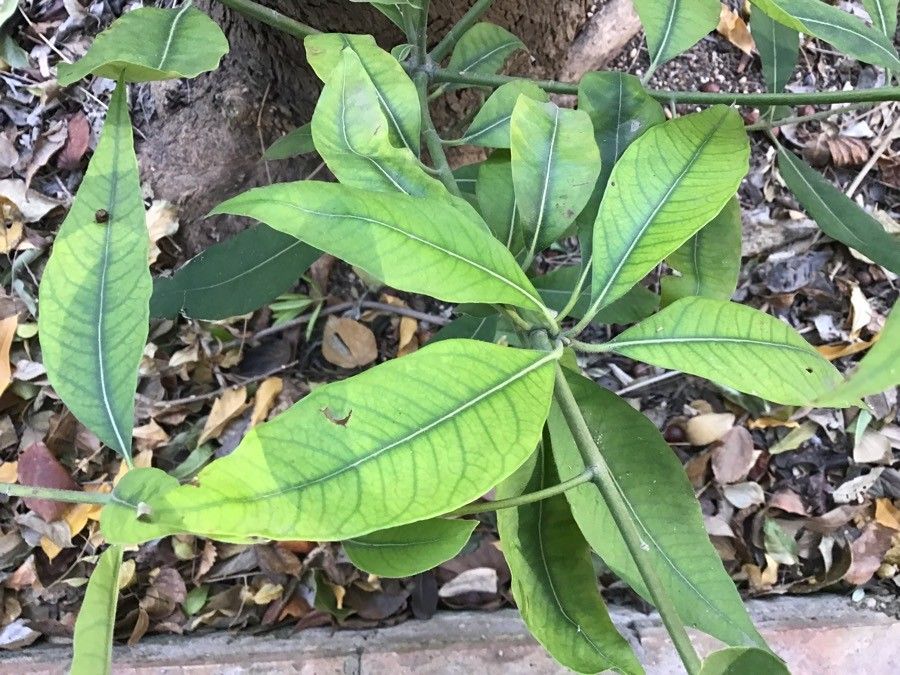 Lophostemon confertus — houseplant care guide