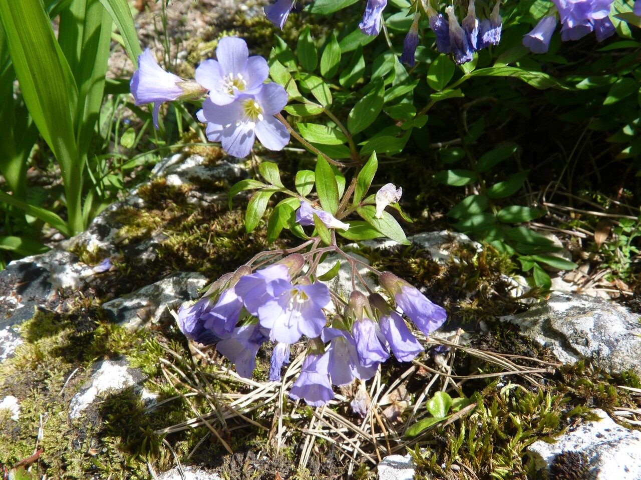 Polemonium reptans habit