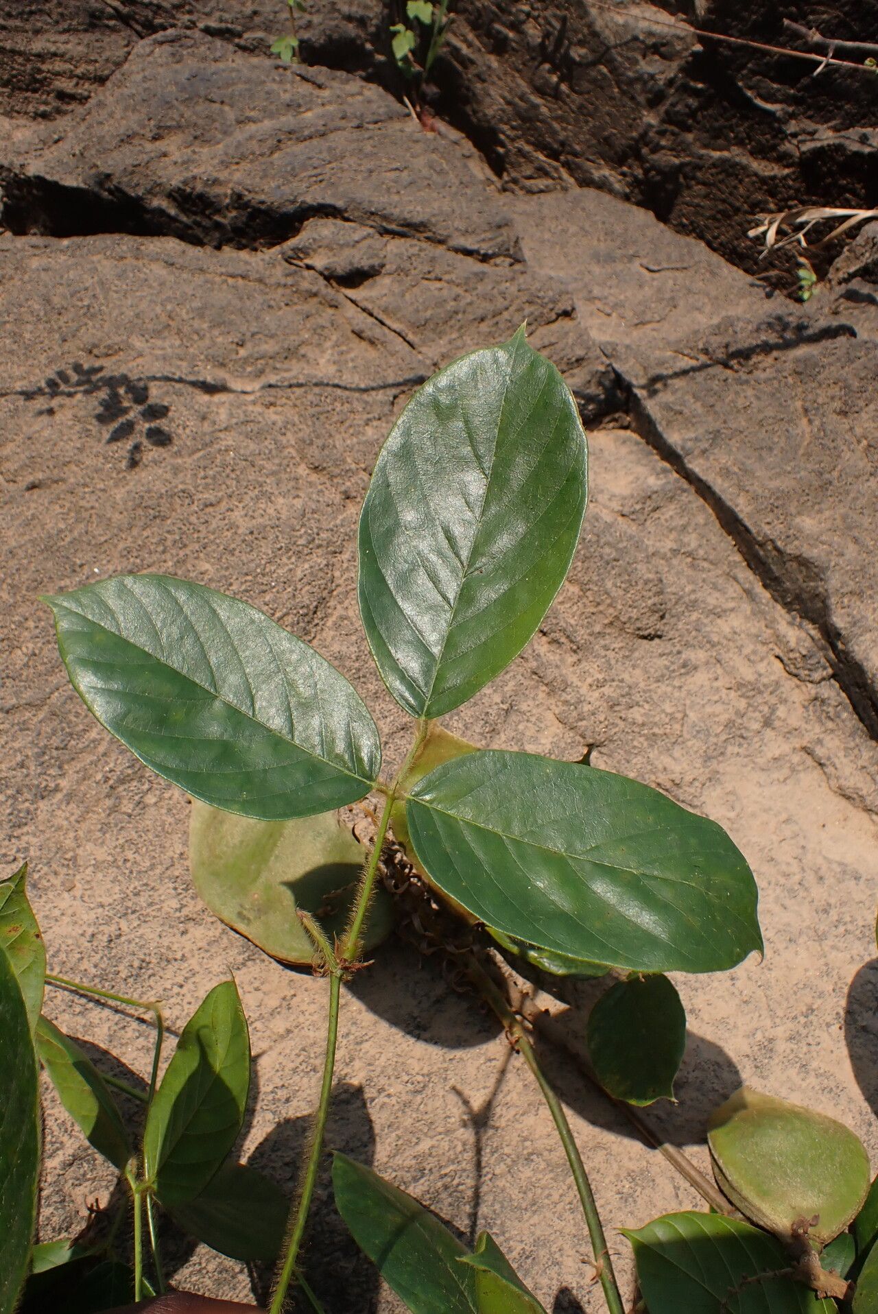 Dioclea hexandra — related species from the same genus