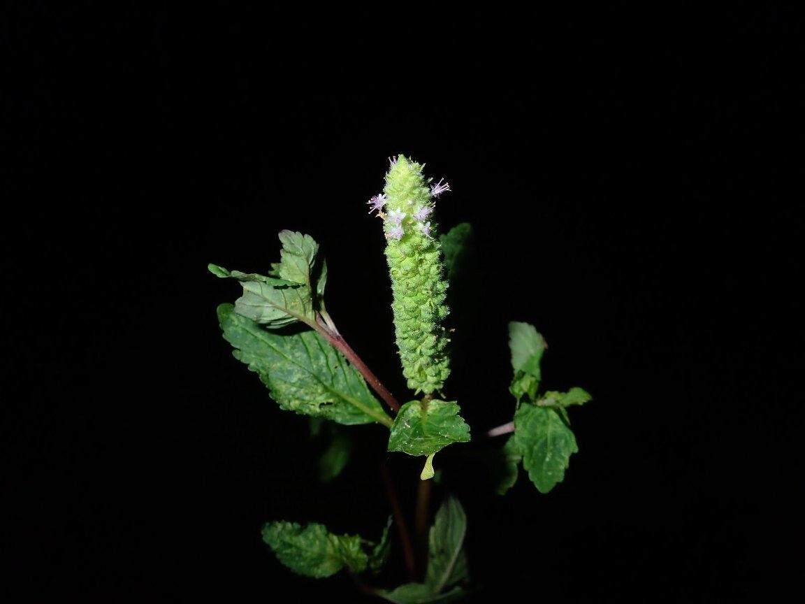 Pogostemon micangensis — houseplant care guide