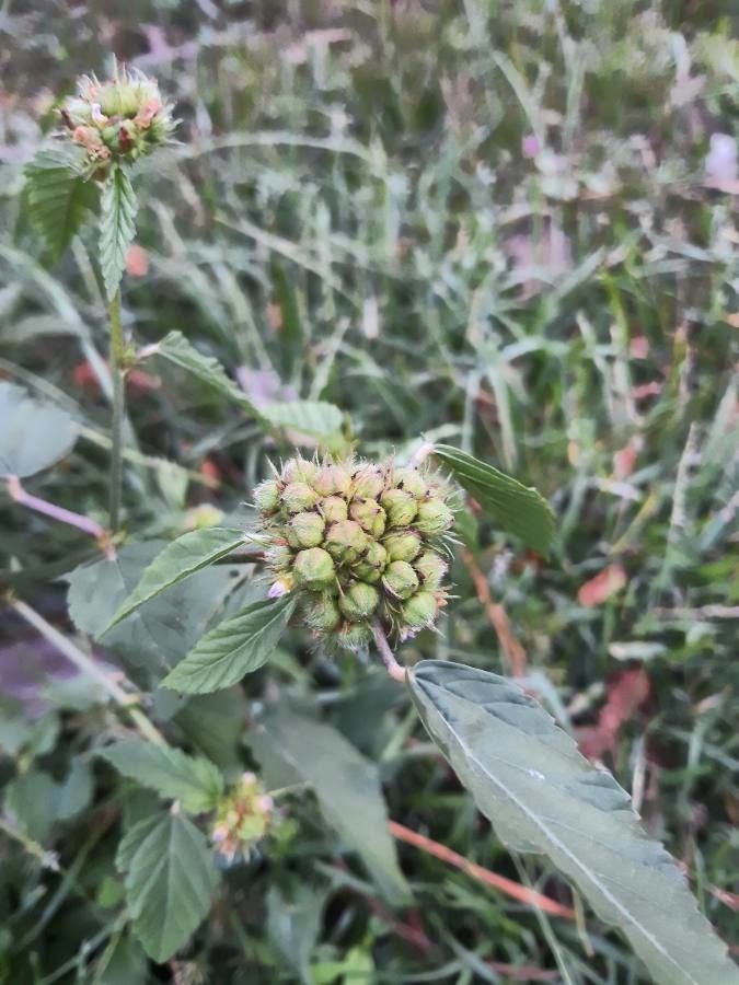 Melochia corchorifolia flower