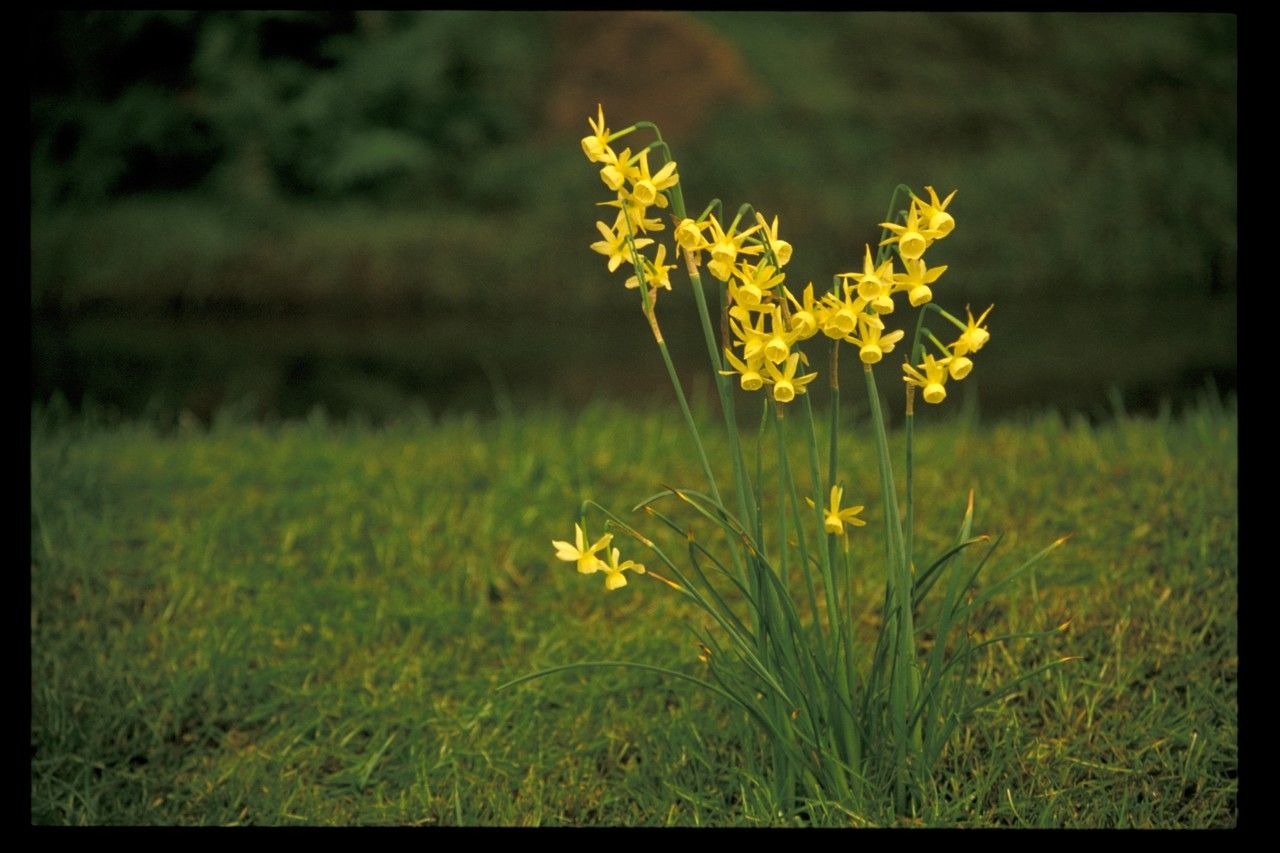 Narcissus assoanus flower