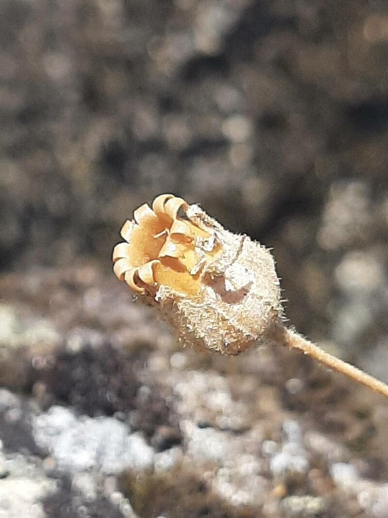 Silene vivianii — houseplant care guide