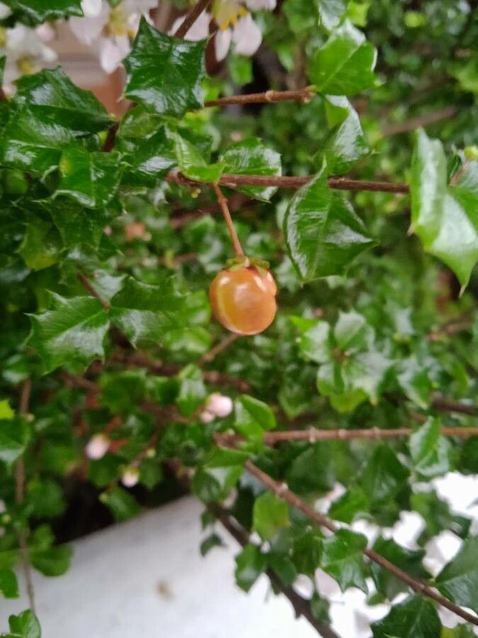 Malpighia coccigera fruit