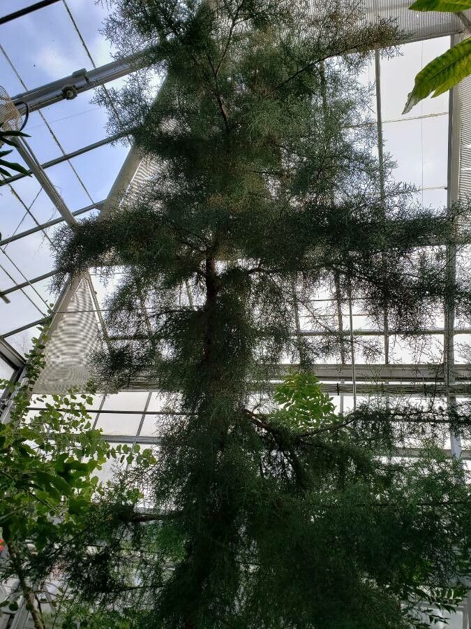 Widdringtonia wallichii habit