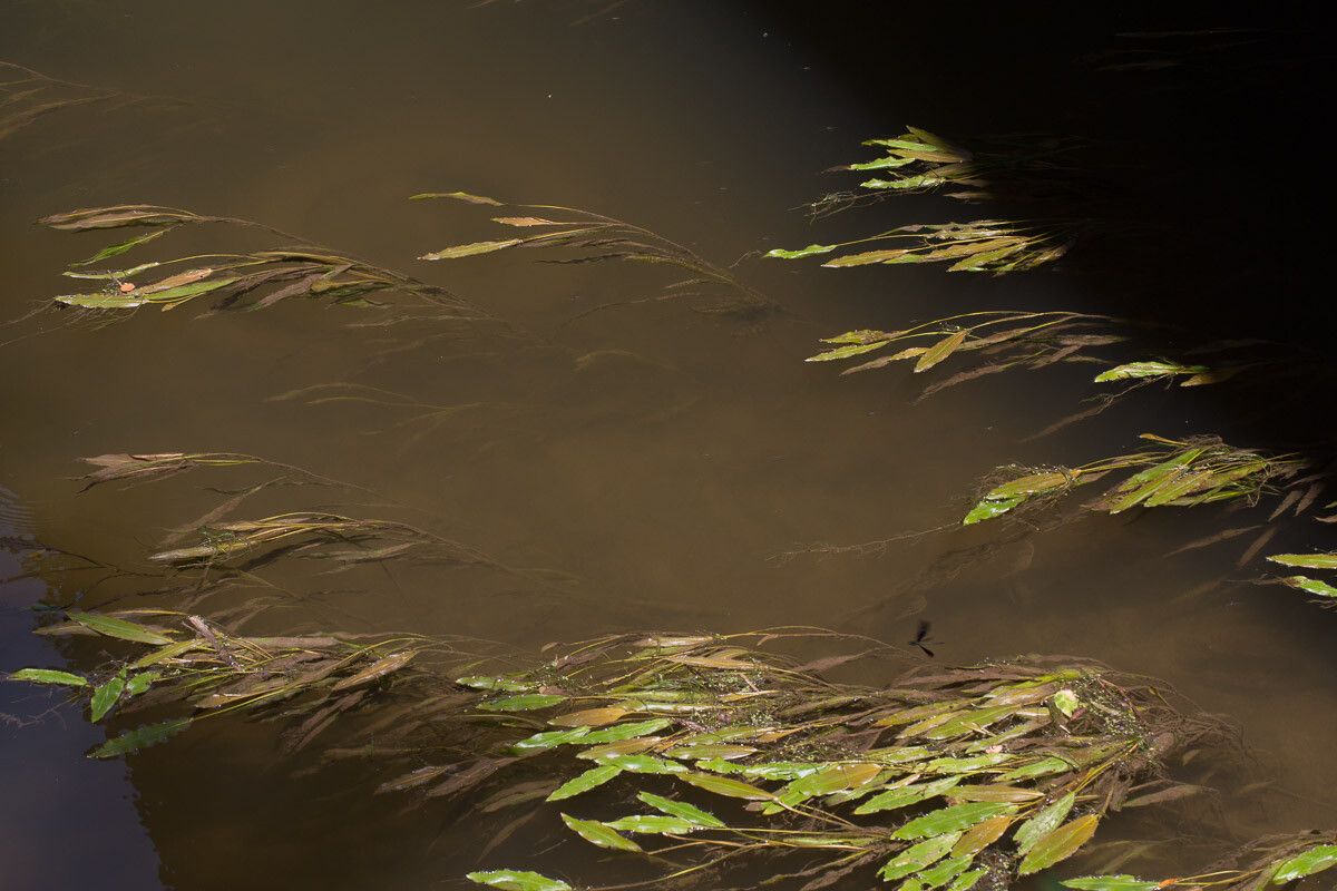 Potamogeton nodosus leaf