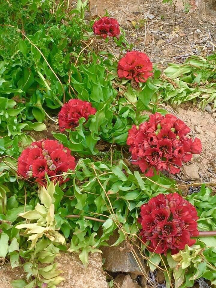 Nyctaginia capitata flower