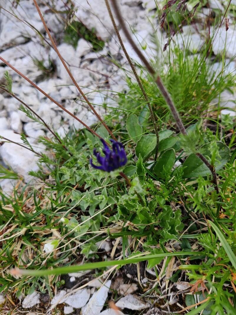 Phyteuma sieberi leaf