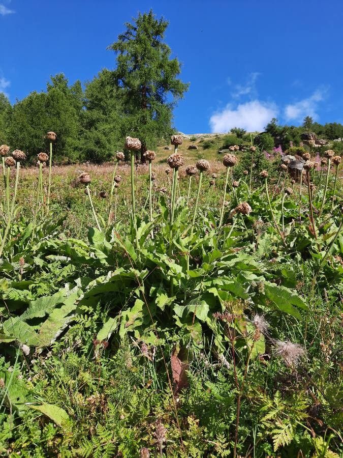 Rhaponticum heleniifolium fruit