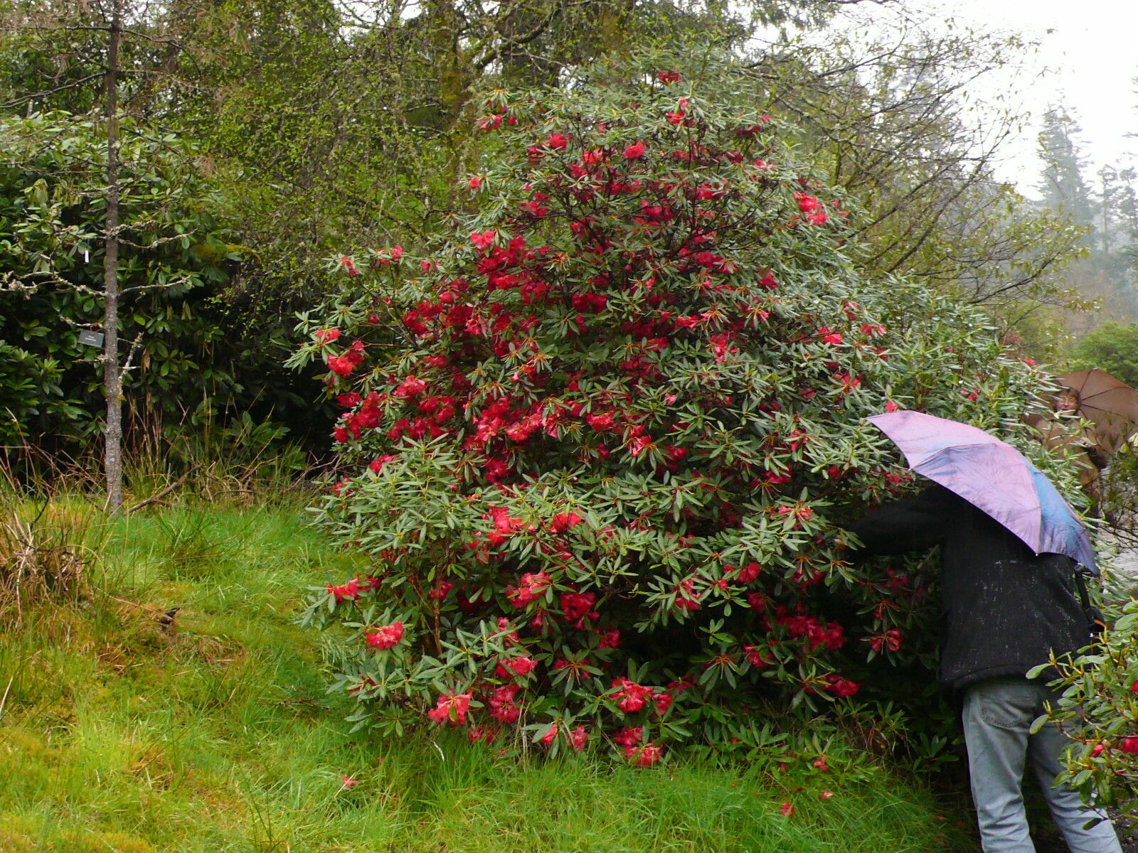 Rhododendron sperabile habit