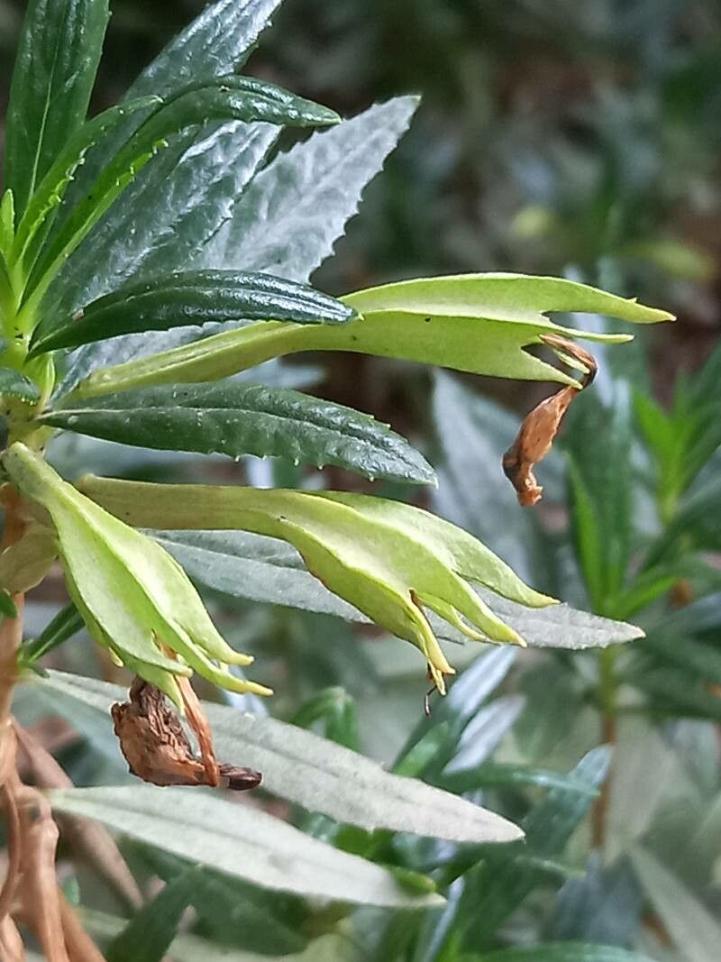 Mimulus aridus — related species from the same genus