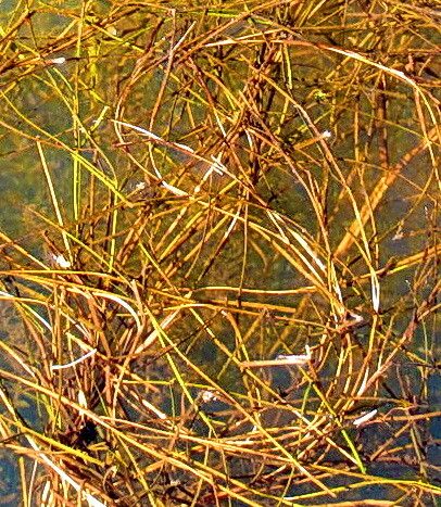 Stuckenia filiformis leaf