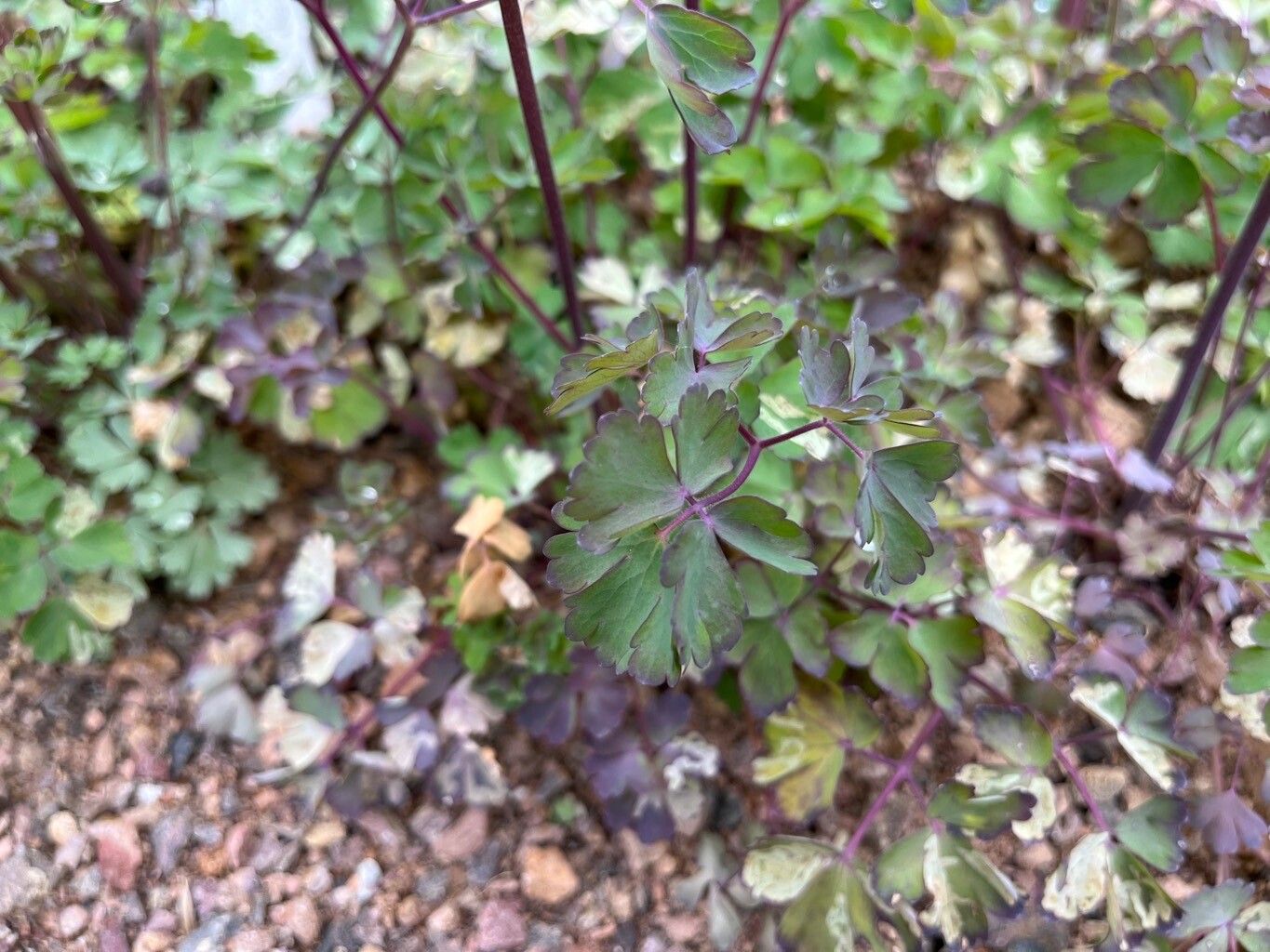Aquilegia barnebyi — search result for 'Aquilegia'