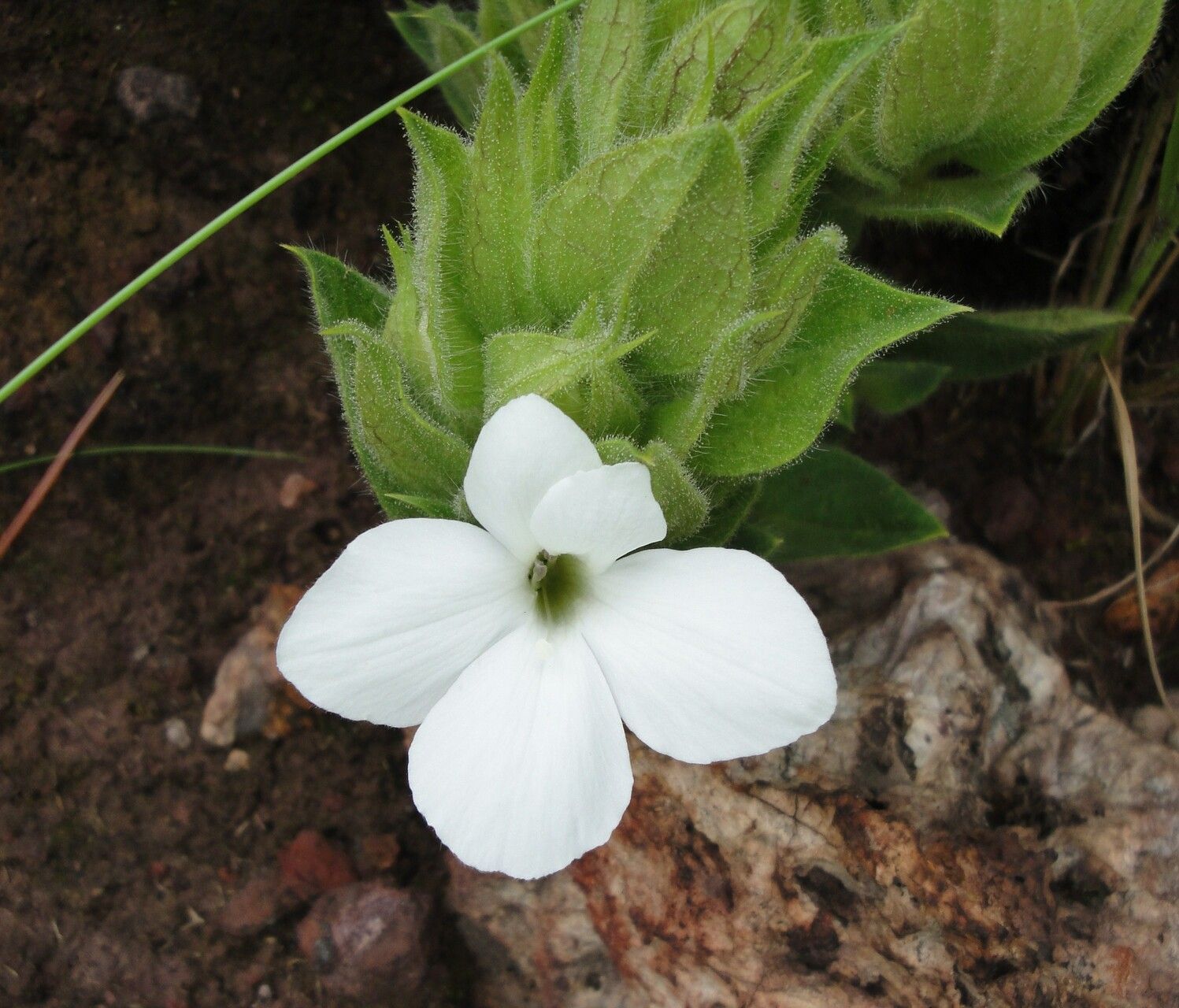 Barleria lobelioides — houseplant care guide