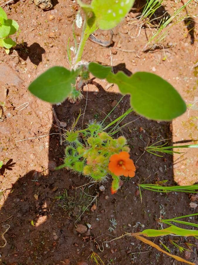 Drosera glanduligera flower