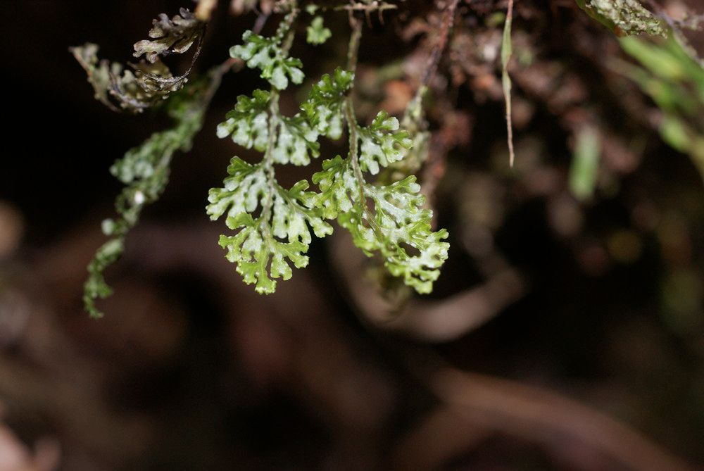 Hymenophyllum tenellum habit