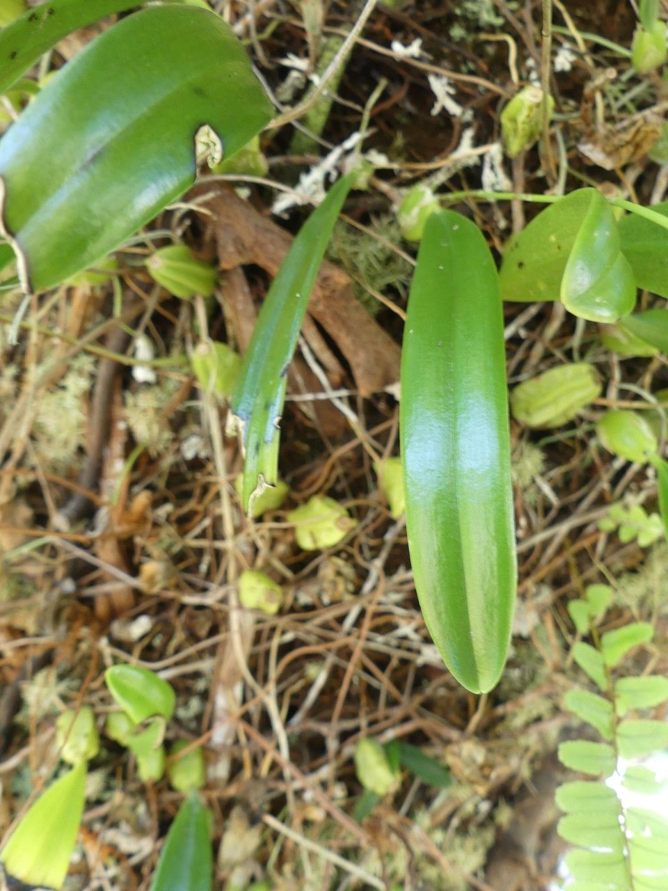 Bulbophyllum incurvum leaf
