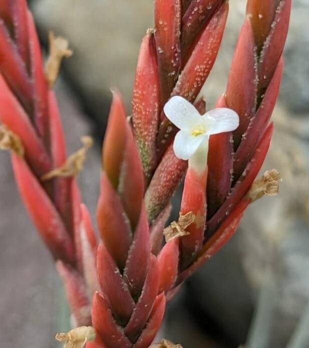 Tillandsia barrosoae — houseplant care guide