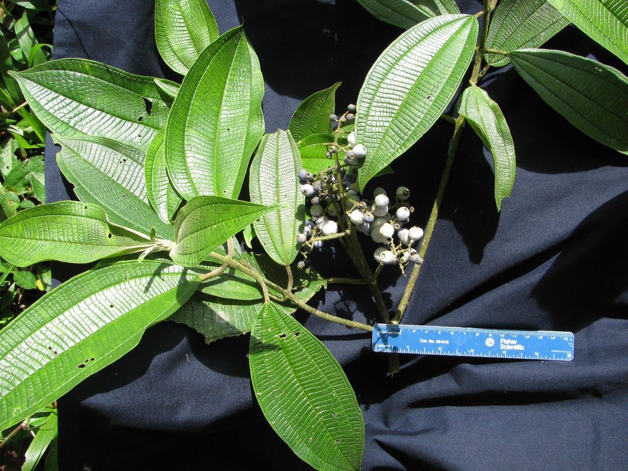 Miconia cremadena other