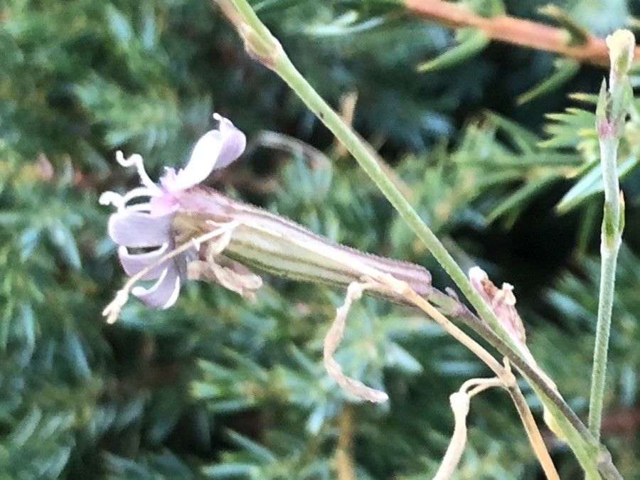 Silene ciliata flower