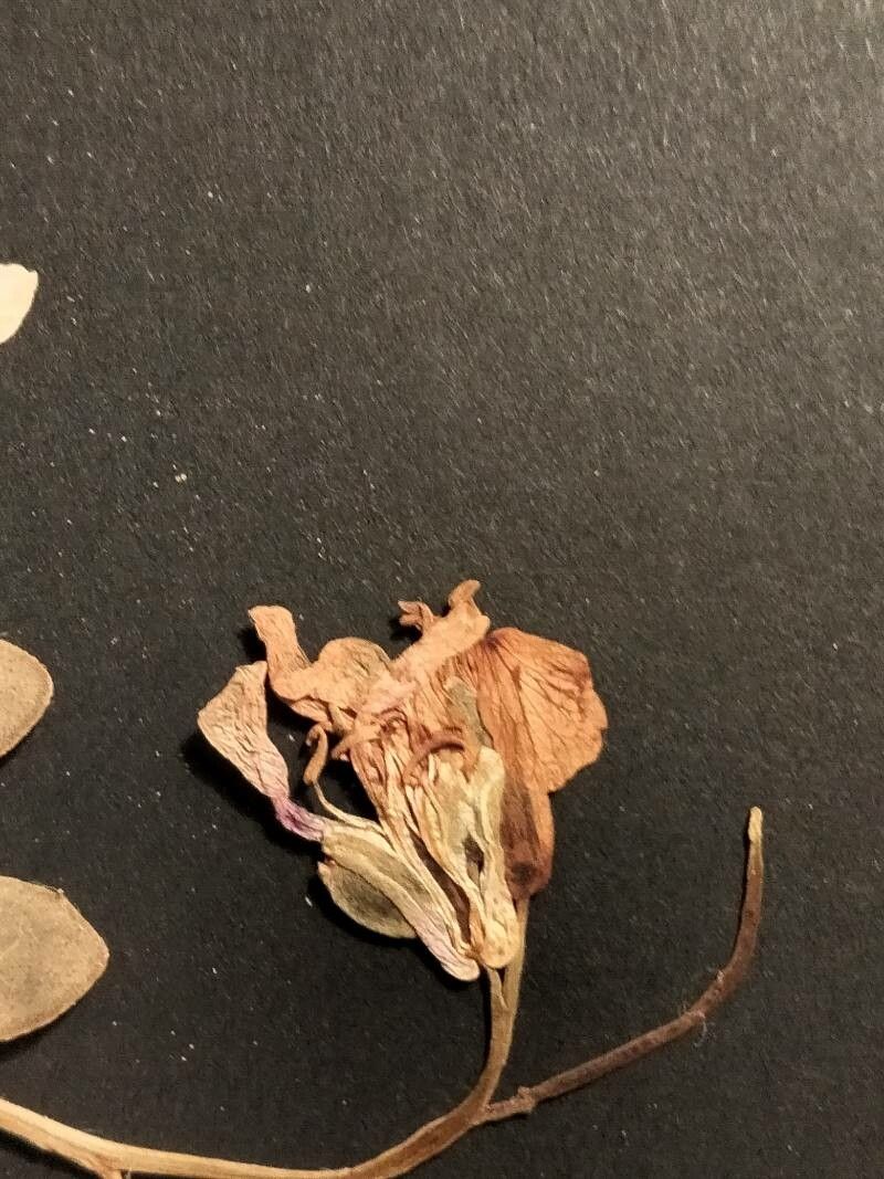 Matthiola arabica flower