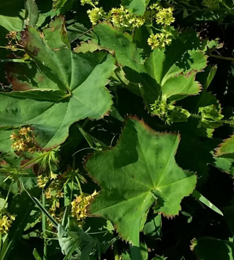 Alchemilla glabra leaf