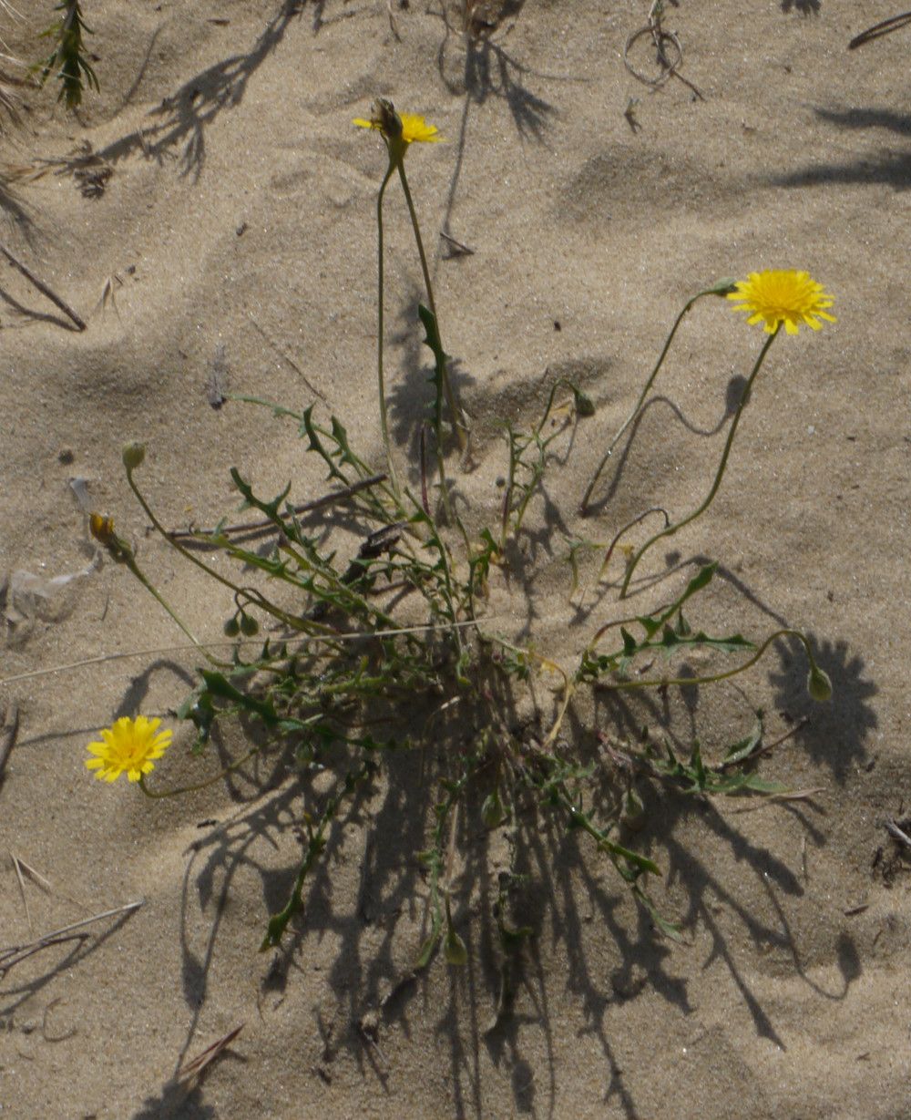 Leontodon hirtus habit