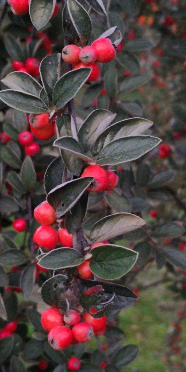 Cotoneaster wardii fruit