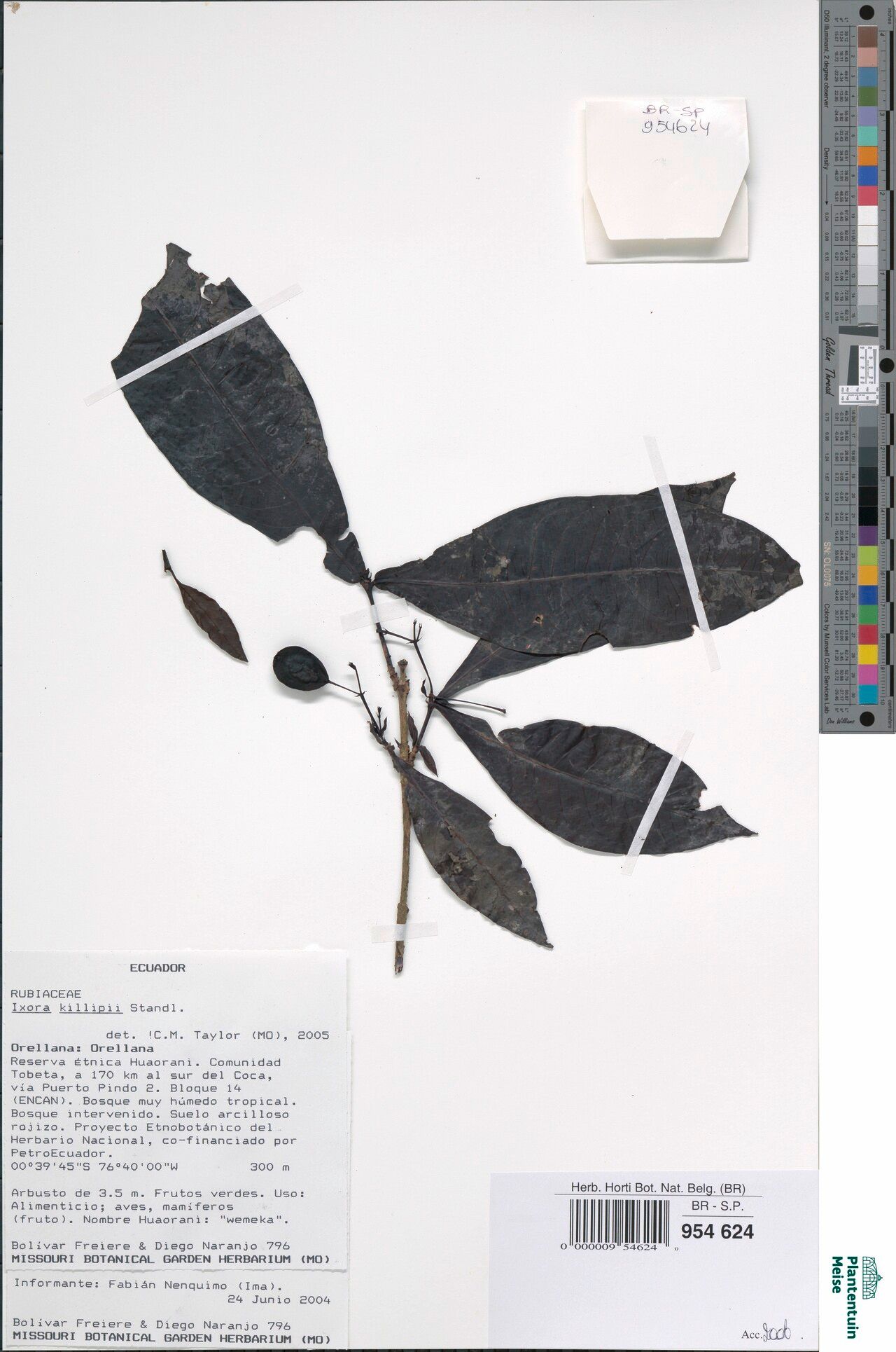 Ixora killipii — search result for 'Ixora'