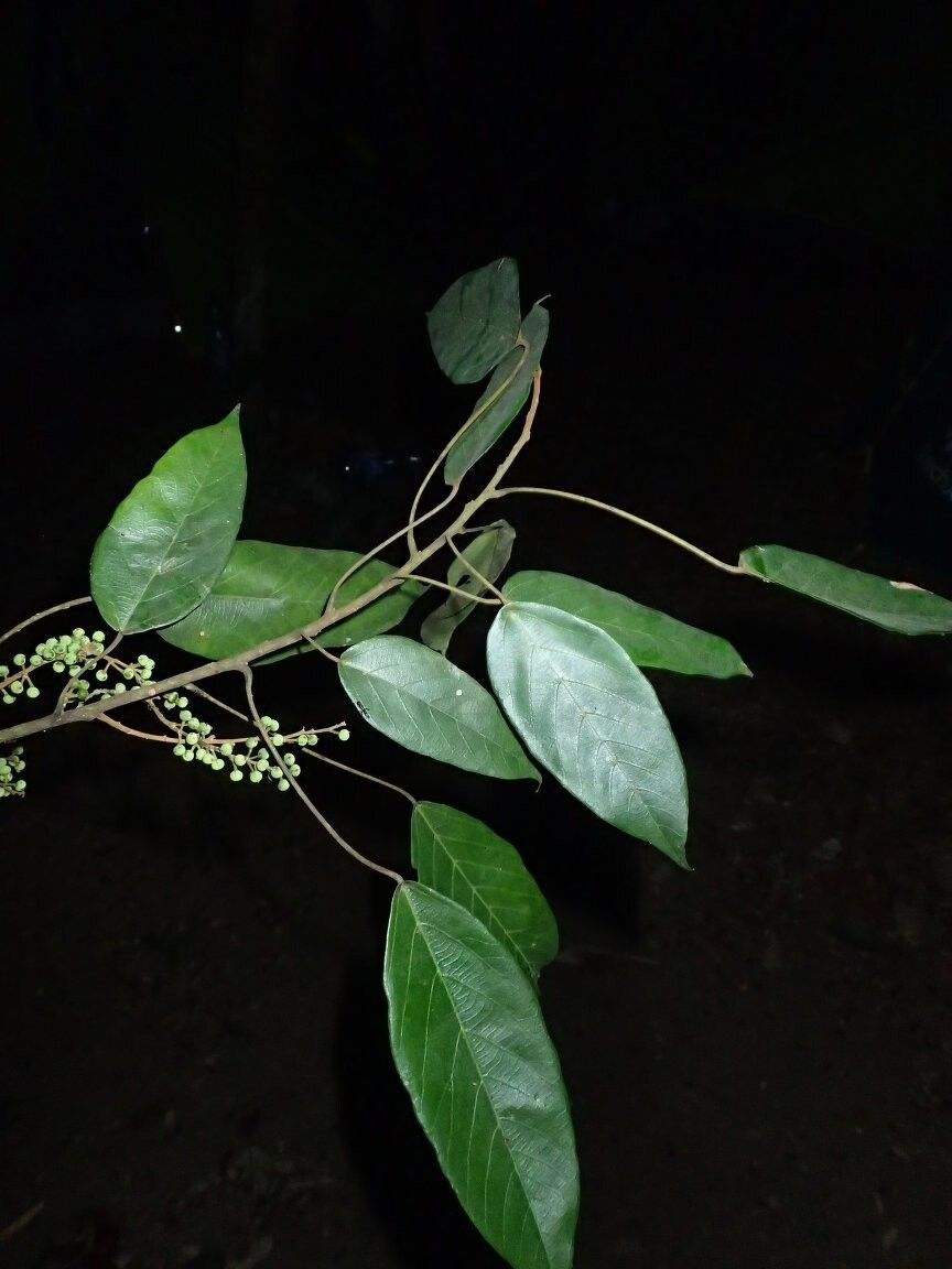 Macaranga assas — related species from the same genus