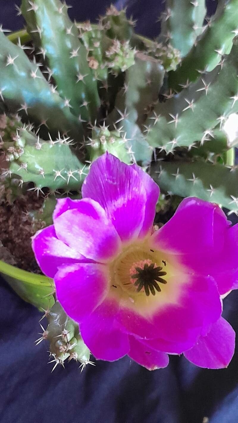 Echinocereus pentalophus fruit