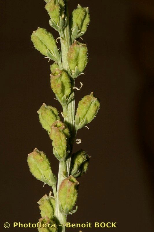 Reseda decursiva other
