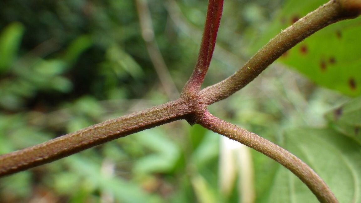 Tristemma vestitum — houseplant care guide