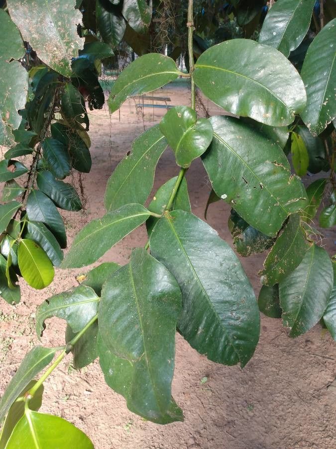 Garcinia brasiliensis leaf