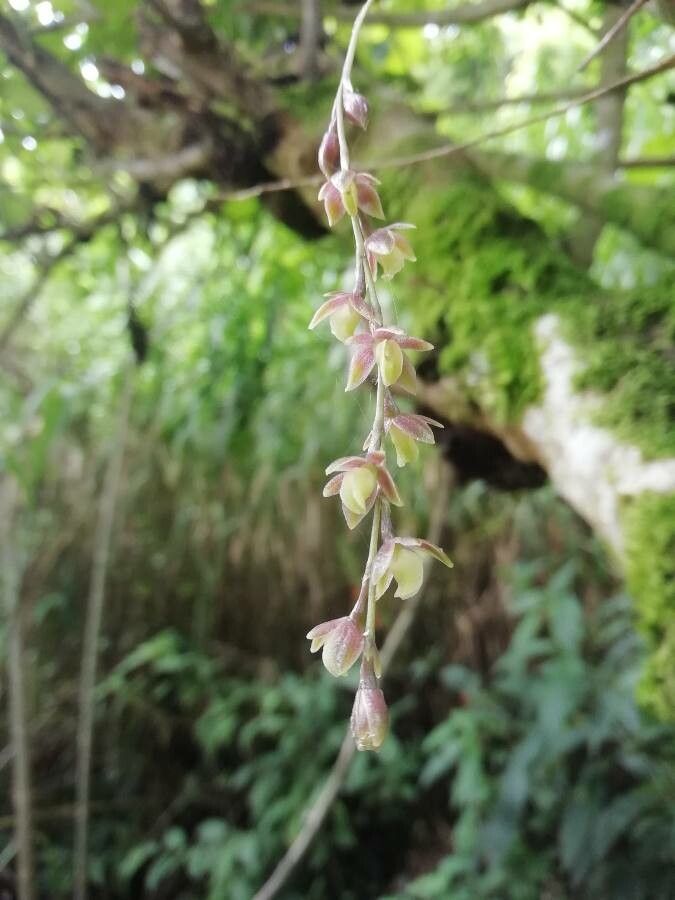 Epidendrum laucheanum flower