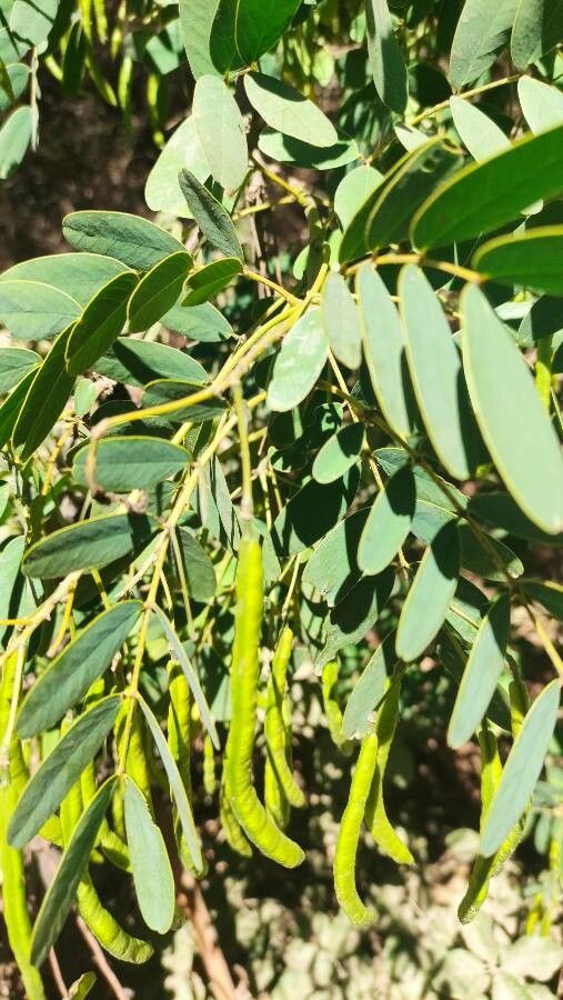 Senna candolleana fruit